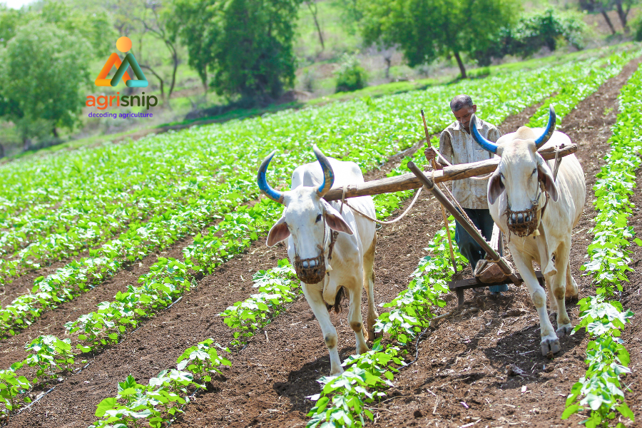 India Aims to Become Global Food Basket, Union Agriculture Minister Declares
