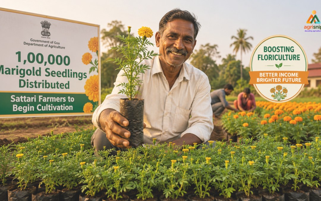 Goa Agriculture Department distributes 1 lakh marigold seedlings to Sattari farmers to promote floriculture and boost farm income.